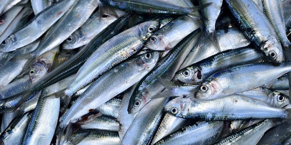 Something fishy happening